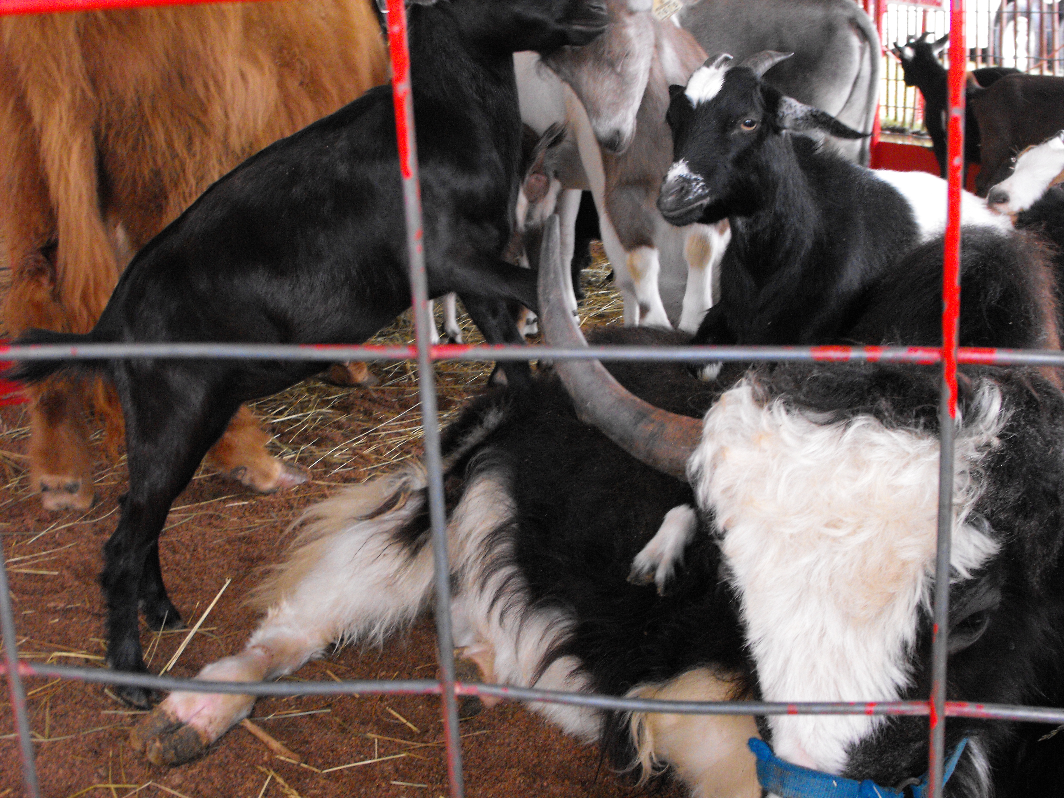 ./2011/State Fair/State Fair 1019 0006.JPG